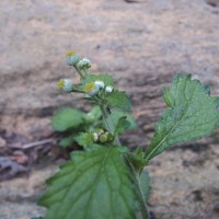 Dichrocephala integrifolia (L.f.) Kuntze